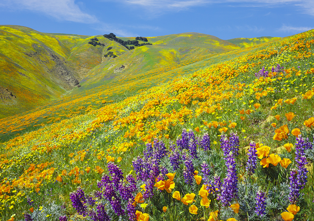 California State Parks Calendar Rhona Cherrita